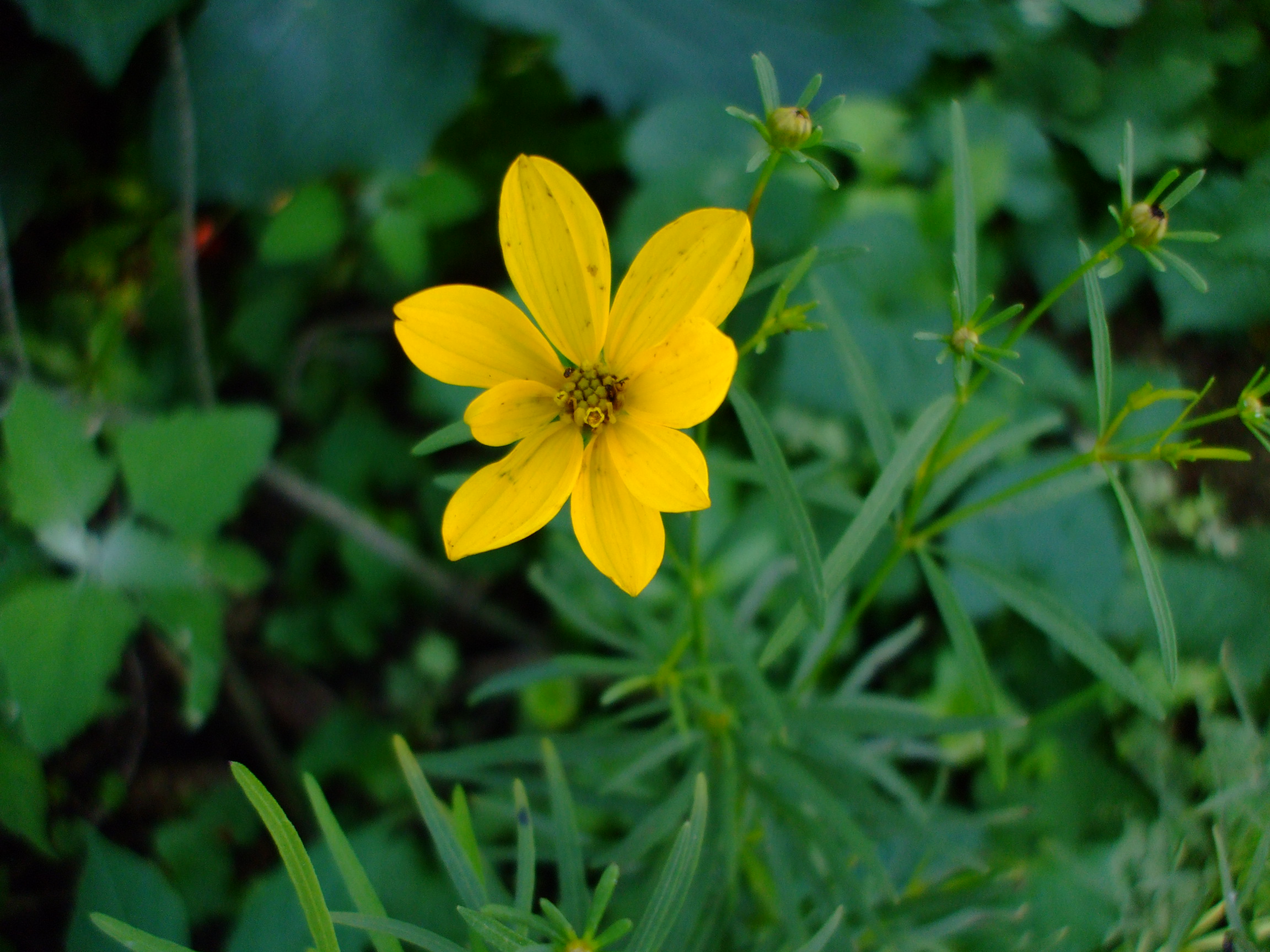 Coreopsis delphinifolia